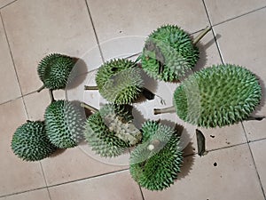 Durian green famous in Pahang Malaysia