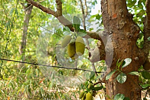 Durian growing in tropical forest