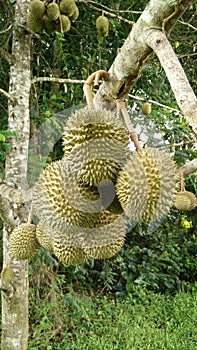 Durian
