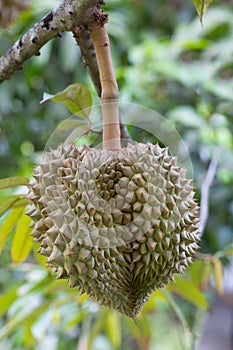 Durian Heart Shape