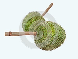 Durian on a isolated white background. The fruit is sweet, delicious and mellow