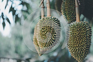 Durian is a king of fruit in Thailand and asia