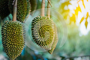 Durian is a king of fruit in Thailand and asia