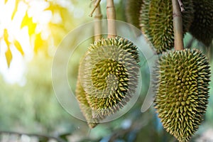 Durian is a king of fruit in Thailand and asia