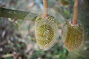 Durian is a king of fruit in Thailand and asia