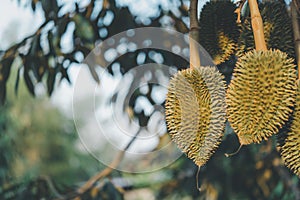 Durian is a king of fruit in Thailand and asia