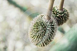 Durian is a king of fruit in Thailand and asia