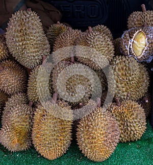 Durian is a king of fruit in Thailand. Durian the king of fruits The yellow color is on the white background. Ripe durian tropical