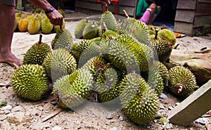 Durian, The King Of Fruits in Indonesian
