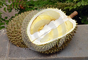 Durian The King of Tropical Fruit