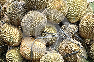 Durian The King of Tropical Fruit 2