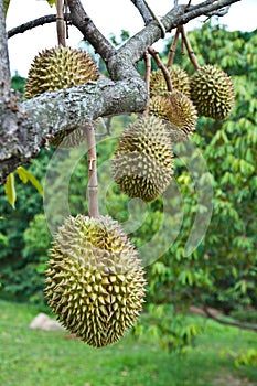 Durian, king of tropical fruit