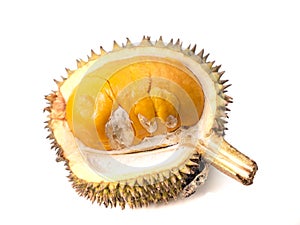 Durian Lai, Durio Kutejensis, Yellow Durian of Borneo Kalimantan