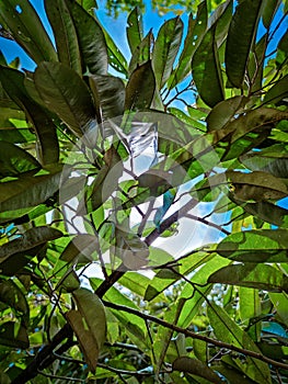 Durian leaves