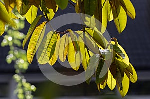 Durian leaves Durio zibethinus, king of fruits, backlight shot, shallo focus