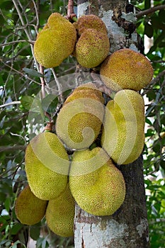 Durian-like boromiae