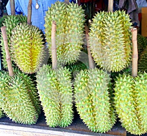 Durian Lin Lap Lae in Thailand