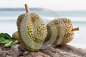 Durian on the log