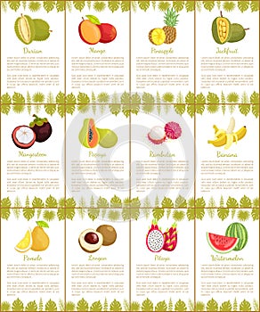 Durian and Mango Mangosteen Posters Set Vector