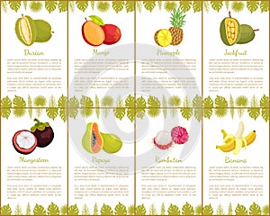 Durian and Mangosteen Slices Posters Set Vector