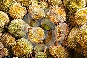 Durian in the market.Taste of a durian fruit buffet festival