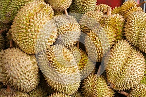 Durian in the market.Taste of a durian fruit buffet festival