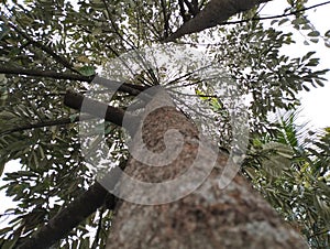 durian montong tree