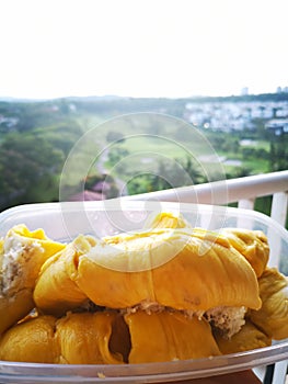 Durian Musang King in Golf Field