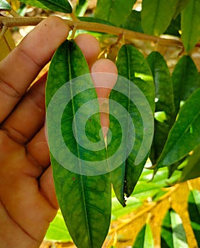 Durian musang king leaf photo