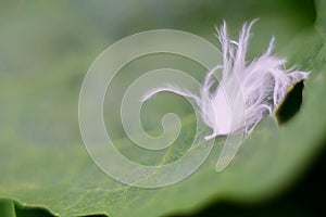 The Durian Psyllid or Allocarsidara malayensis Crawford, beautiful white insect perching on leaves