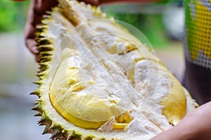 Durian riped and fresh ,durian peel with yellow colour on man`s