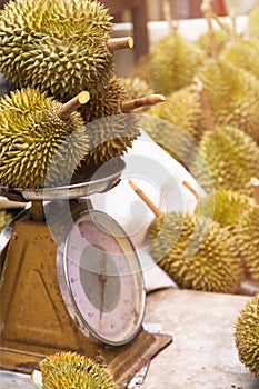 Durian on scales at market popular king of fruit for export product