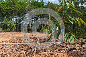 Durian seedling or sapling durian is king of fruit