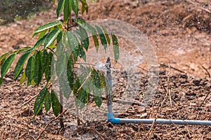 Durian seedling or sapling durian is king of fruit