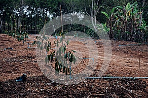 Durian seedling or sapling durian is king of fruit