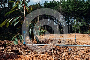 Durian seedling or sapling durian is king of fruit