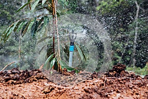 Durian seedling or sapling durian is king of fruit