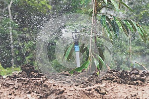 Durian seedling or sapling durian is king of fruit