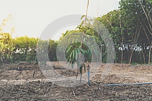 Durian seedling or sapling durian is king of fruit