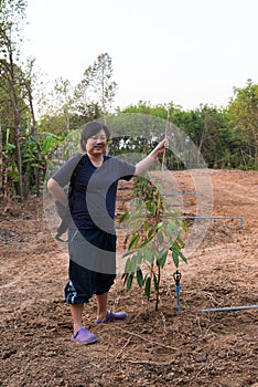 Durian seedling or sapling durian is king of fruit