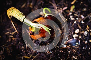 Durian seedlings germinate on the ground.