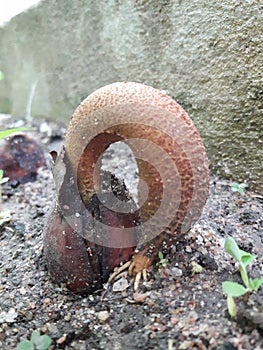 Durian seeds are germinating. We cultivate durian seedlings.