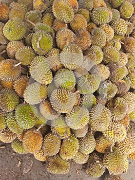 Durian is The sharp-skinned tropical fruit has a strong aroma