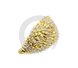 Durian shell, Thorns of durian on white background