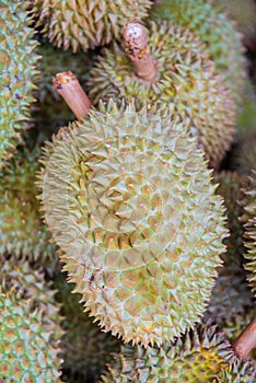 Durian , Thai King fruit