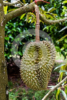 Durian , Thai King fruit