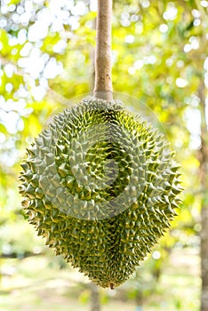 Durian is Thai King fruit