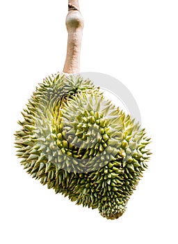 Durian , Thai King fruit