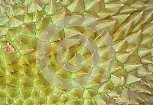 Durian thorn texture and background