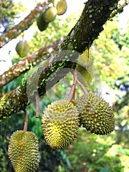 Durian on tree